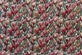 Gobelin Tulip Field