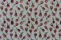 Tapestry Tulip Sketch